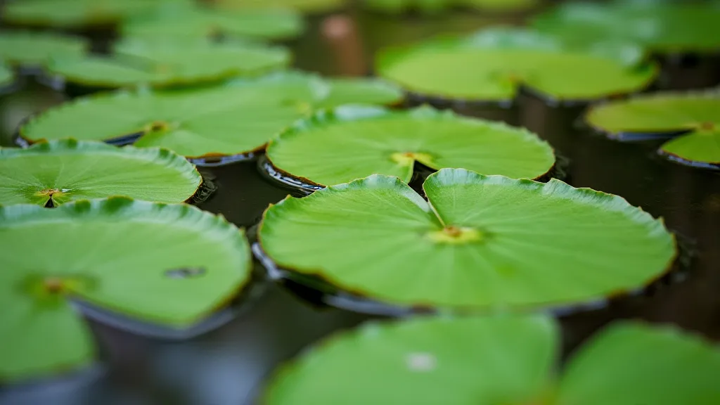Healthy water lily leaves on pond