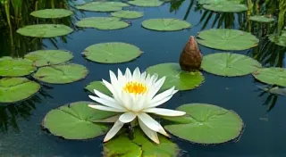 Algae Control in Water Lily Ponds: A Balanced Approach