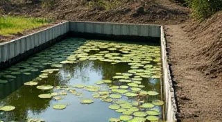 Water Lily Pond Construction: A Step-by-Step Guide