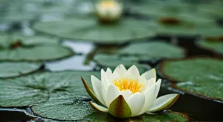 How to Maintain Water Clarity in a Water Lily Pond